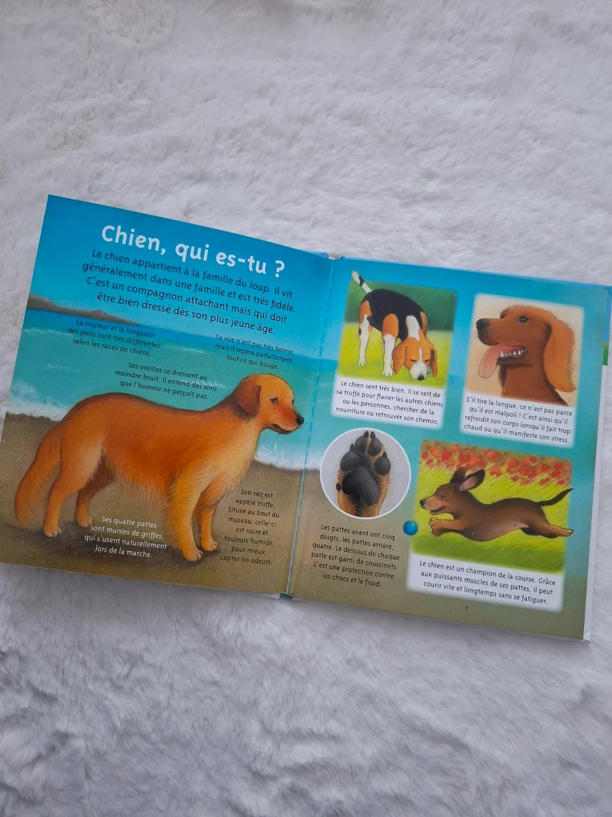 📚 libro pagina plastificado la pequeña imaginería Los perros Fleurus – photo 7